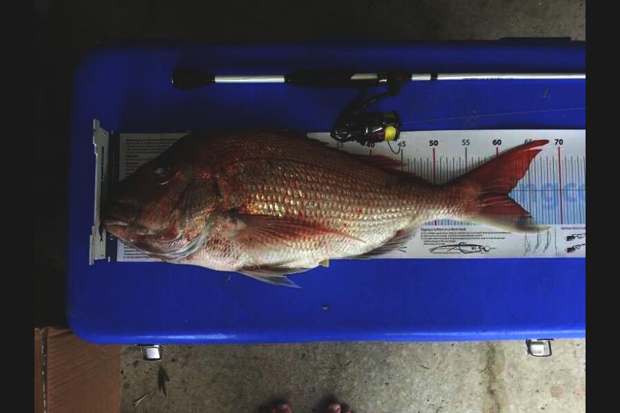 Brian  Gallogly caught this 61.5cm Snapper at Waiheke Is during The Export NZ Fishing Competition