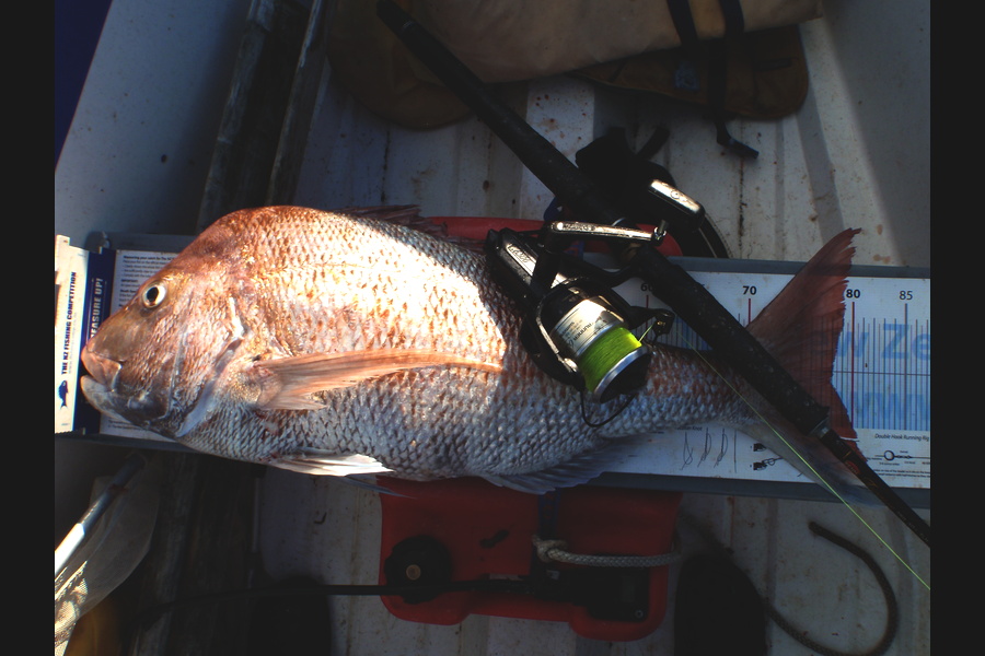 Geoff Preston caught this 77.5cm Snapper at Mokau during The Export NZ Fishing Competition