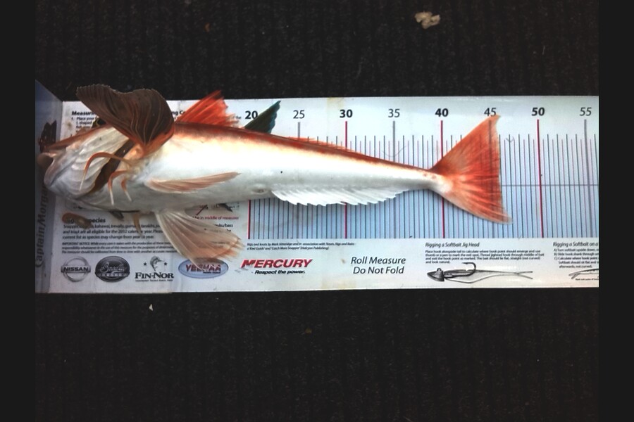 Mike Hardie caught this 45.5cm Gurnard at springs napier during The Export NZ Fishing Competition