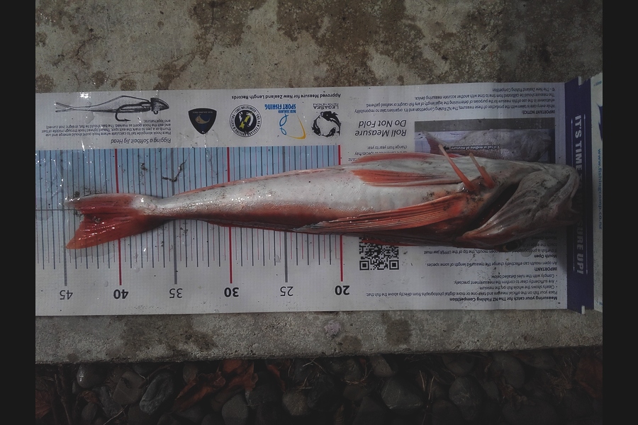 Clayton Hancock caught this 43.0cm Gurnard at Himatangi, Manawatu during The Export NZ Fishing Competition