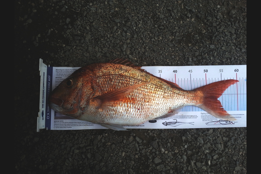 dorothy holder caught this 53.0cm Snapper at Henderson bay during The Export NZ Fishing Competition