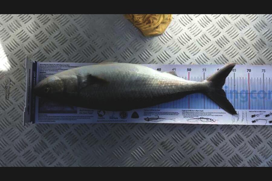 Mark Harvey caught this 60.5cm Kahawai at Kaipara during The Export NZ Fishing Competition
