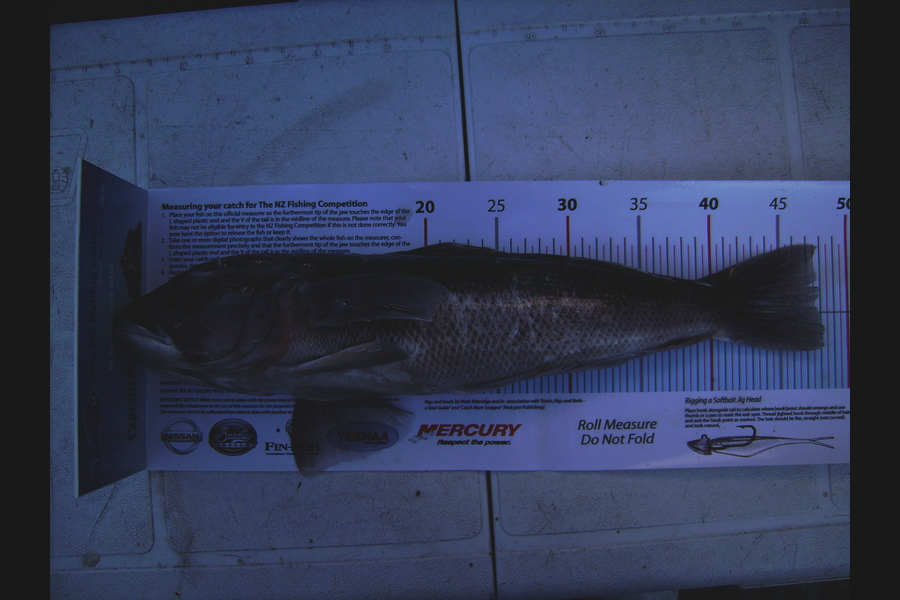 Craig Miller caught this 47.5cm Blue Cod at Gisborne during The Export NZ Fishing Competition