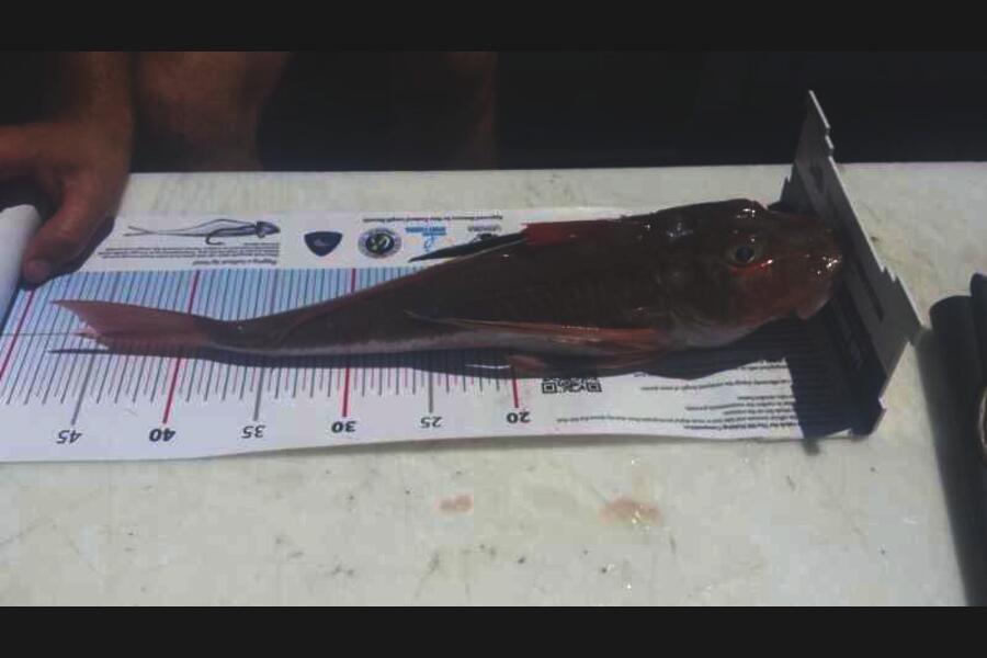 Daniel Niederberger caught this 43.0cm Gurnard at Tirau point during The Export NZ Fishing Competition