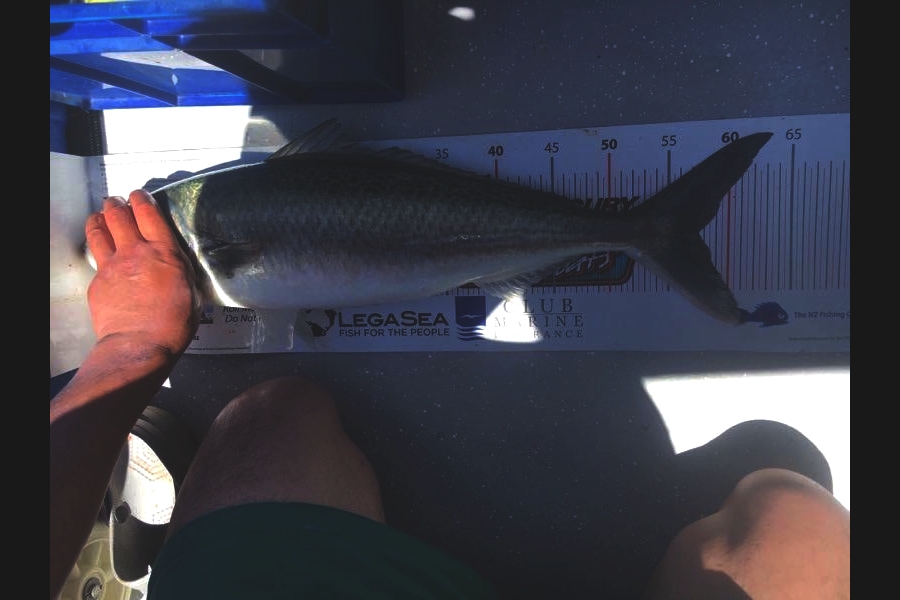 garry ng caught this 57.5cm Kahawai at Gannet rock, waiheke  during The Export NZ Fishing Competition