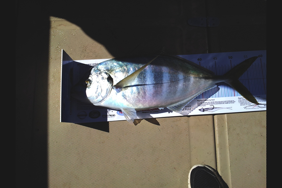 Jon   Mayne caught this 51.5cm Trevally at Mana ish during The Export NZ Fishing Competition