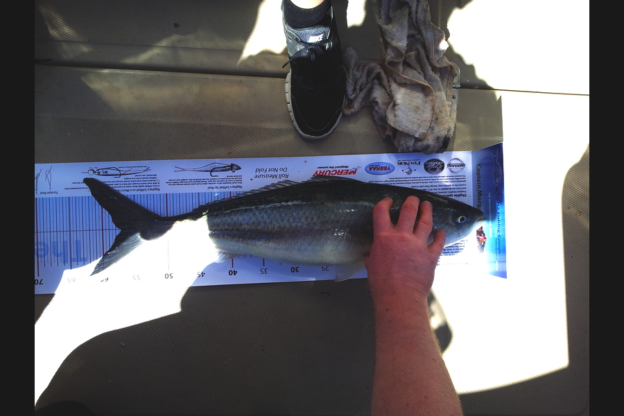Jon   Mayne caught this 57.0cm Kahawai at Mana ish during The Export NZ Fishing Competition