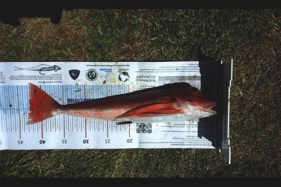 Doug Carmichael caught this 42.5cm Gurnard at new plymouth during The Export NZ Fishing Competition