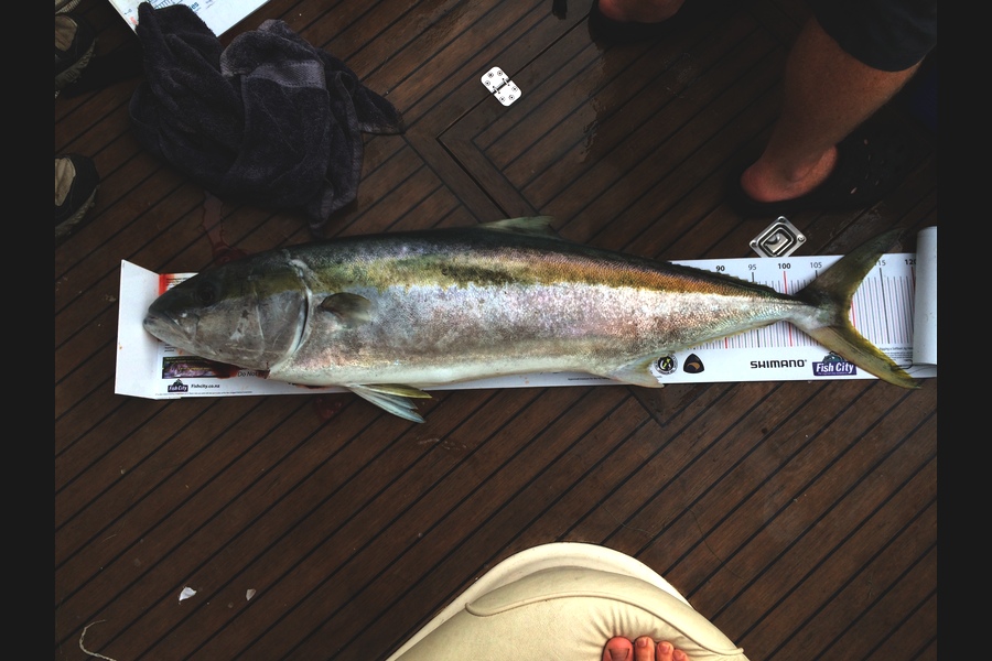 Frank Williams caught this 108.0cm Kingfish at Motunui during The Export NZ Fishing Competition