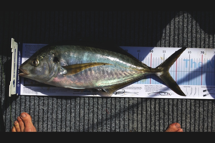 Darryn Thomas caught this 57.0cm Trevally at Tauranga Harbour during The Export NZ Fishing Competition