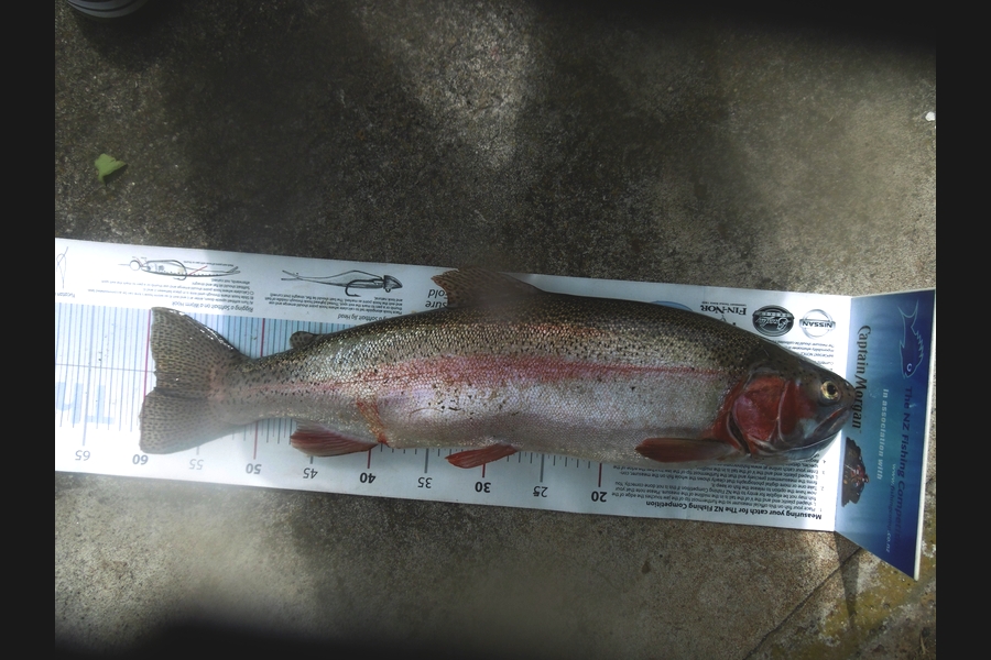 Earle Silcock caught this 59.0cm Trout at Lake Rotoiti during The Export NZ Fishing Competition