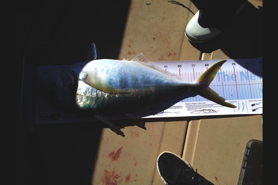 Jon   Mayne caught this 59.5cm Trevally at Mana during The Export NZ Fishing Competition