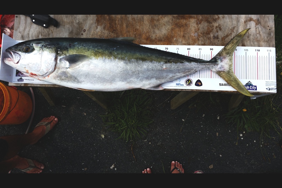 Adam Taylor caught this 97.0cm Kingfish at Mokes during The Export NZ Fishing Competition