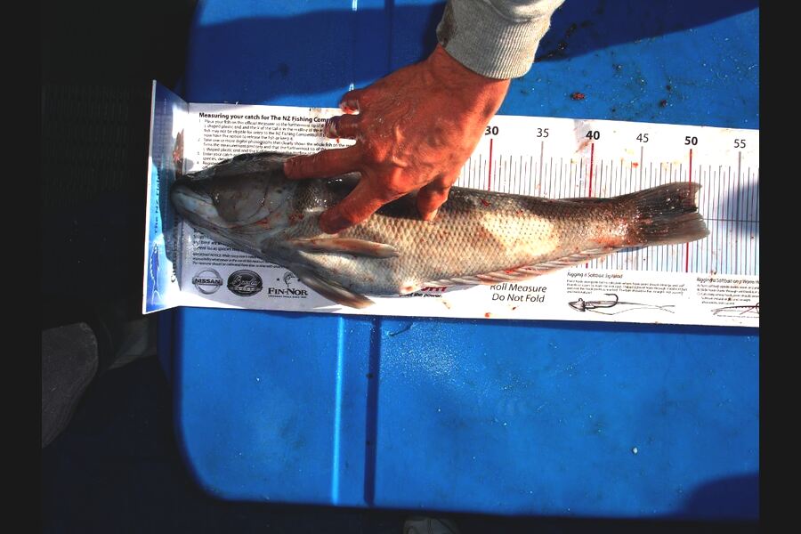 Paul Maskell caught this 50.5cm Blue Cod at Durville Island during The Export NZ Fishing Competition