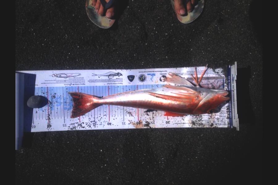 tyron smith caught this 52.0cm Gurnard at Palliser Bay during The Export NZ Fishing Competition