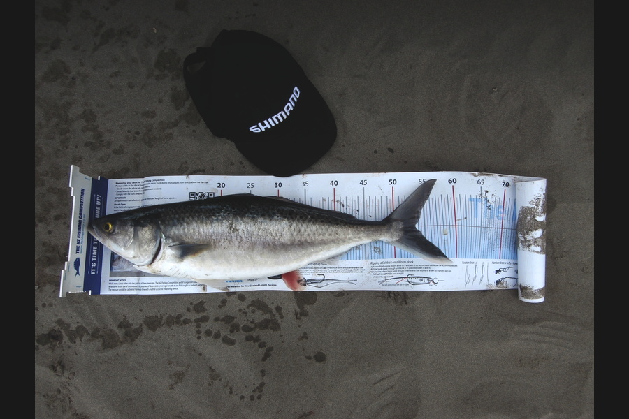 John Stewart caught this 53.0cm Kahawai at Amberley during The Export NZ Fishing Competition