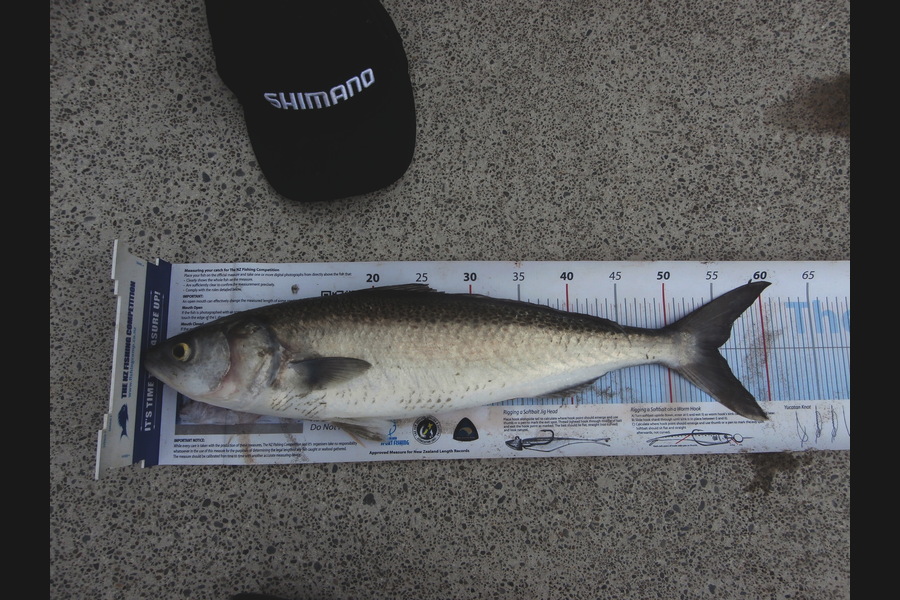 John Stewart caught this 55.0cm Kahawai at New Brighton during The Export NZ Fishing Competition