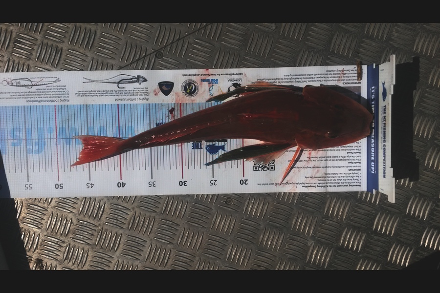 Trent O'Shea caught this 46.0cm Gurnard at Raglan during The Export NZ Fishing Competition
