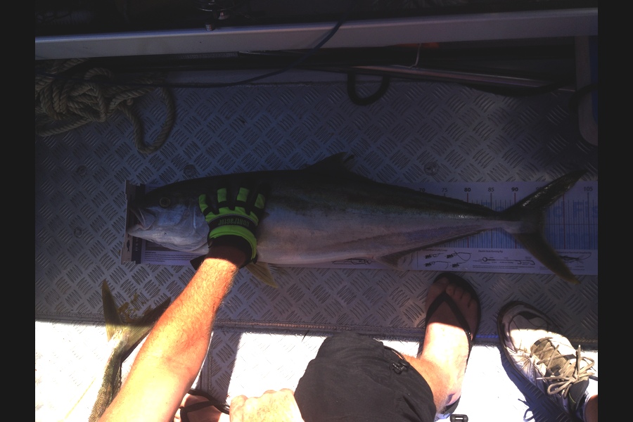 Greg Watkins caught this 96.0cm Kingfish at Mokes during The Export NZ Fishing Competition