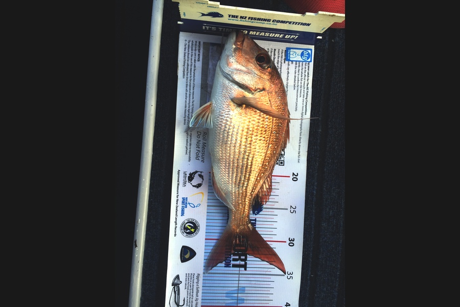 Roma Bertasius caught this 31.5cm Snapper at Noises during The Export NZ Fishing Competition