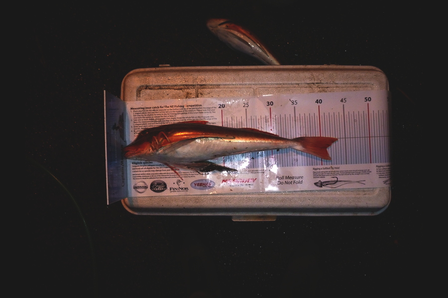 Scott Tindale caught this 41.0cm Gurnard at kaipara during The Export NZ Fishing Competition