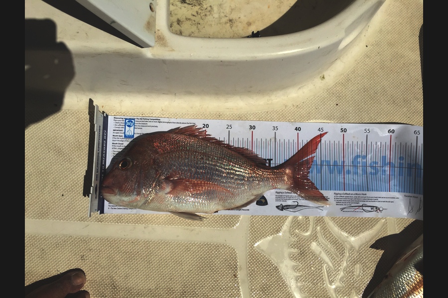 Colin Chapman caught this 42.0cm Snapper at Rakino during The Export NZ Fishing Competition