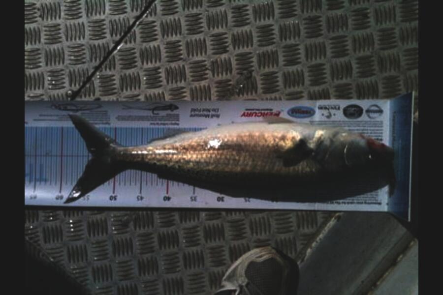 Matt Duggan caught this 54.0cm Kahawai at Tory Channel during The Export NZ Fishing Competition