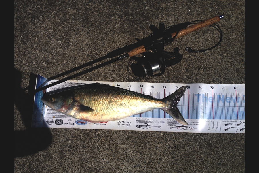 Anthony Murray caught this 55.0cm Kahawai at Welly West during The Export NZ Fishing Competition