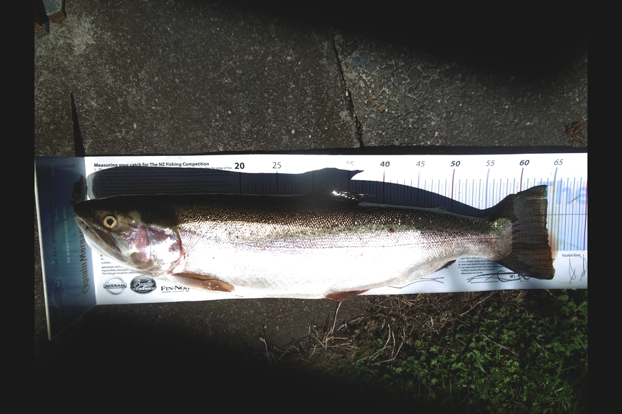 Earle Silcock caught this 64.0cm Trout at Lake Rotoiti during The Export NZ Fishing Competition