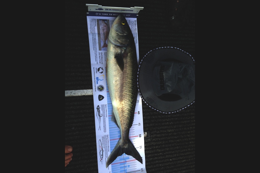 Jeff Wood caught this 56cm Kahawai at Kawau Bay during The Export NZ Fishing Competition