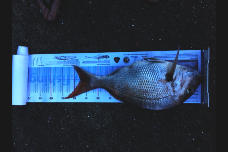 Robert Orr caught this 48cm Snapper at Kaipara during The Export NZ Fishing Competition