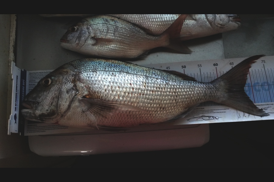 daniel heaney caught this 67.5cm Snapper at whangamata during The Export NZ Fishing Competition
