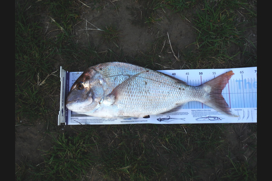 Alec  Saunders caught this 57.0cm Snapper at 90 Mile Beach during The Export NZ Fishing Competition