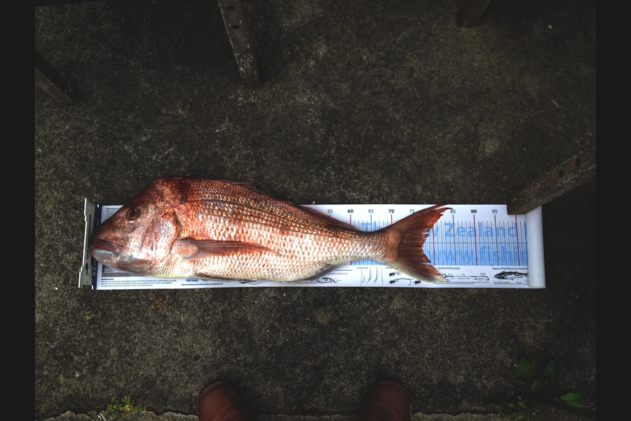 Alec  Saunders caught this 77.0cm Snapper at Waiheke during The Export NZ Fishing Competition