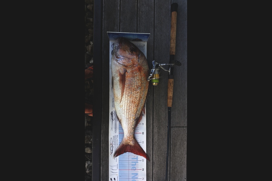 Shane Kelly caught this 60.0cm Snapper at welly west during The Export NZ Fishing Competition