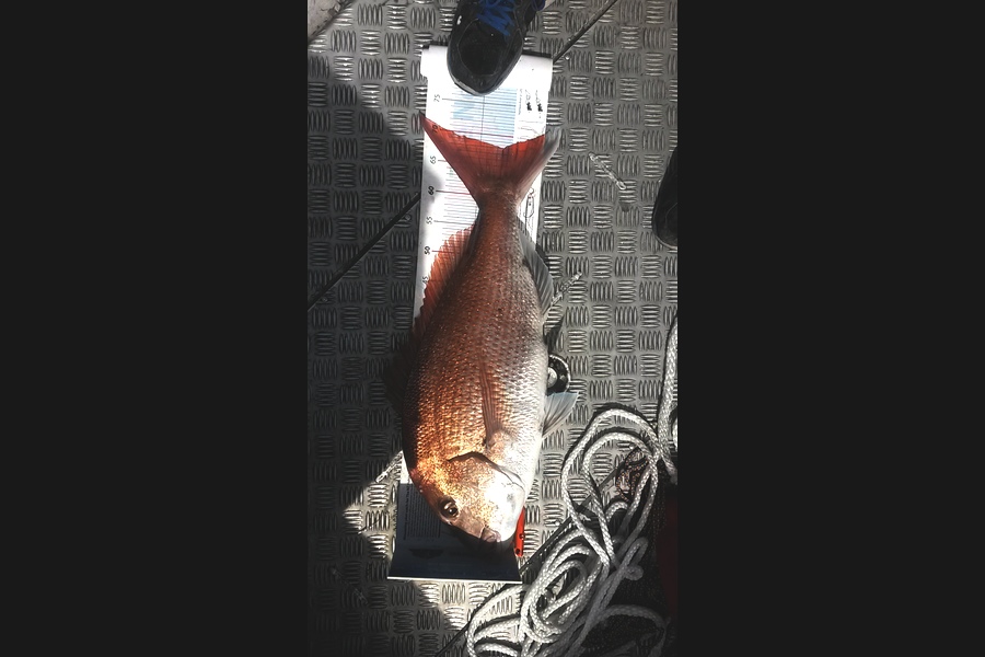 Mike  Johnston caught this 68.0cm Snapper at Kapiti during The Export NZ Fishing Competition