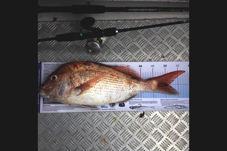 Greg Watkins caught this 51.0cm Snapper at Outer gulf during The Export NZ Fishing Competition