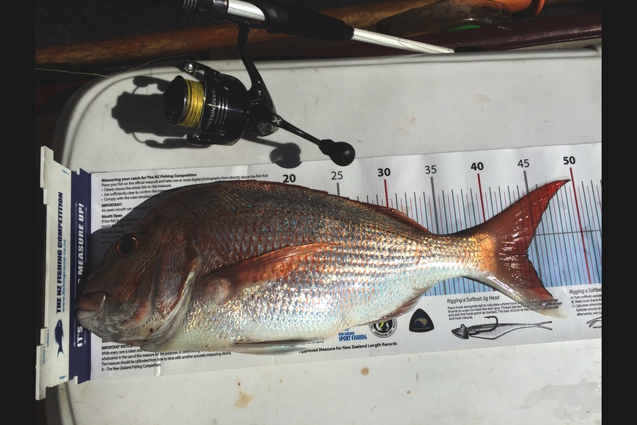 Hilman Solomon caught this 44.0cm Snapper at Matiatia during The Export NZ Fishing Competition
