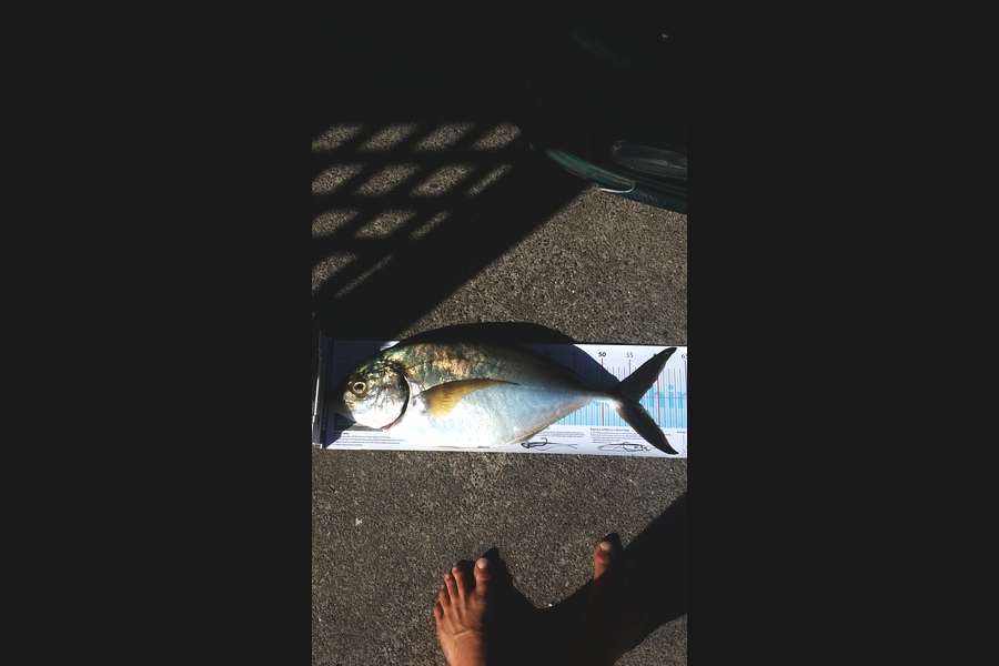 Kieran  Rawlinson caught this 56.5cm Trevally at Kapiti during The Export NZ Fishing Competition