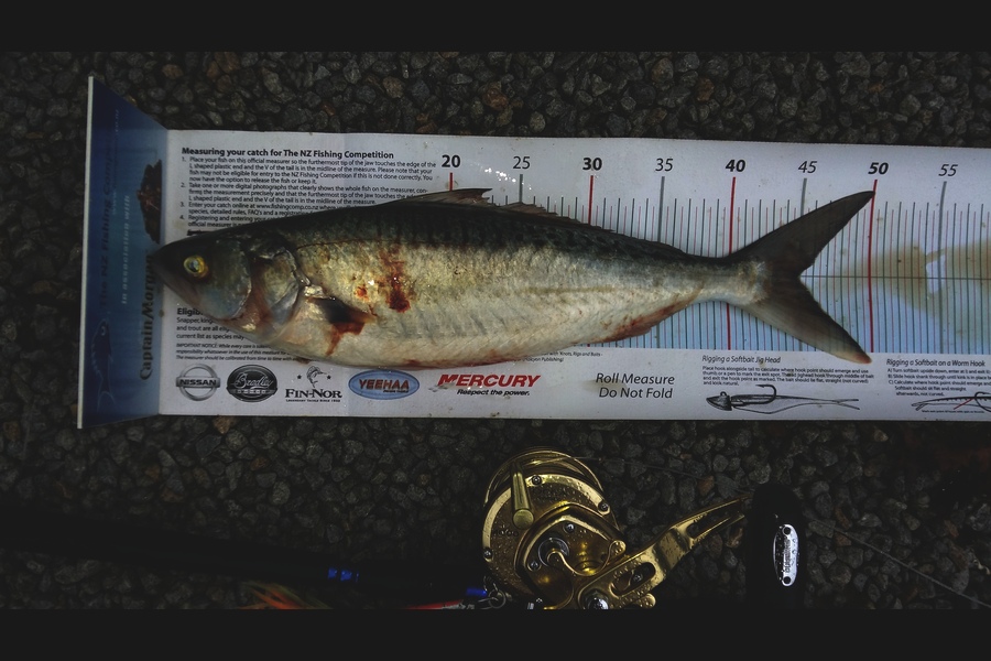 Graeme Mckay caught this 45.0cm Kahawai at Gisborne  during The Export NZ Fishing Competition