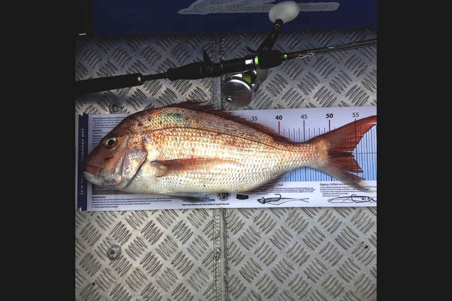 Greg Watkins caught this 54.0cm Snapper at Gulf during The Export NZ Fishing Competition