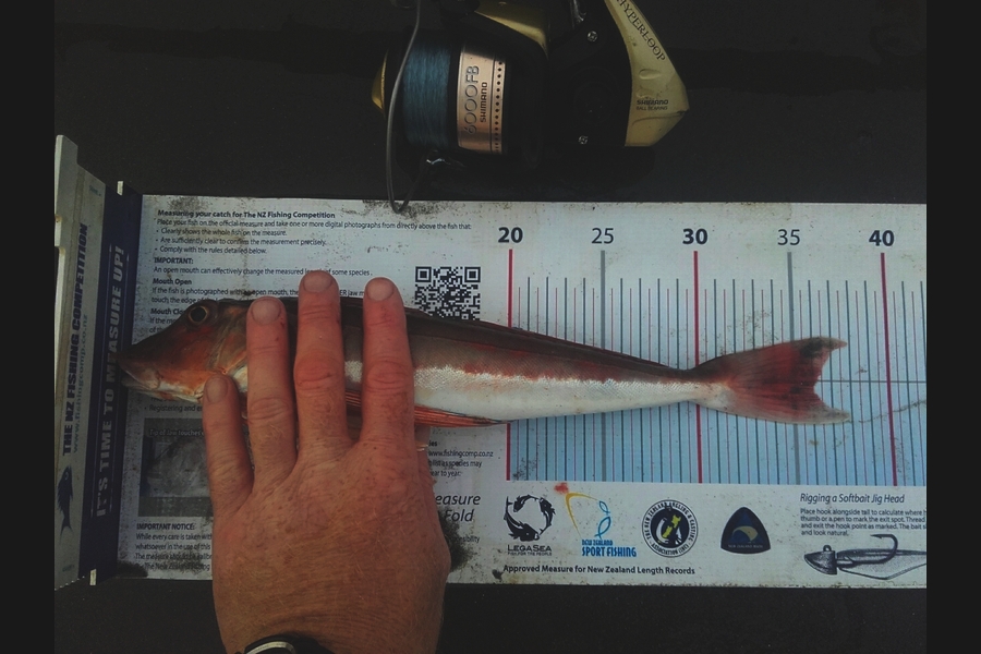 Clayton Hancock caught this 36.0cm Gurnard at Himatangi, Manawatu during The Export NZ Fishing Competition