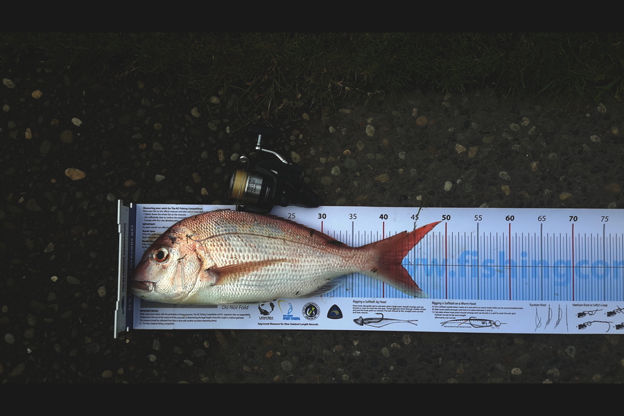 Ross Brown caught this 42.5cm Snapper at Bop during The Export NZ Fishing Competition