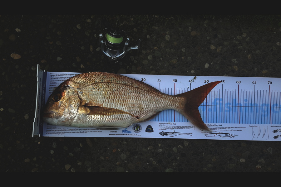 Michael Brown caught this 47.0cm Snapper at Pap Beach during The Export NZ Fishing Competition