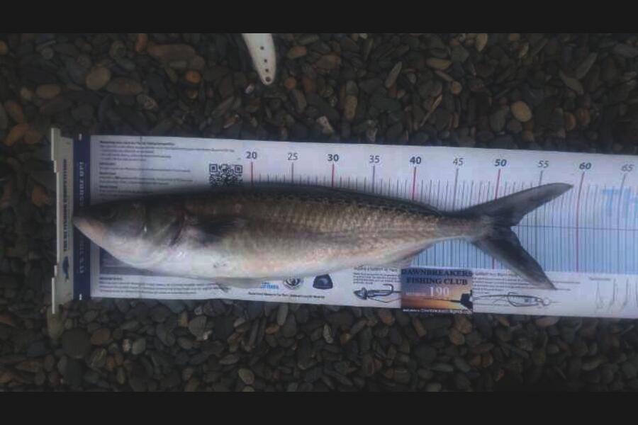 Reid forrest caught this 52.0cm Kahawai at Tasman bay during The Export NZ Fishing Competition