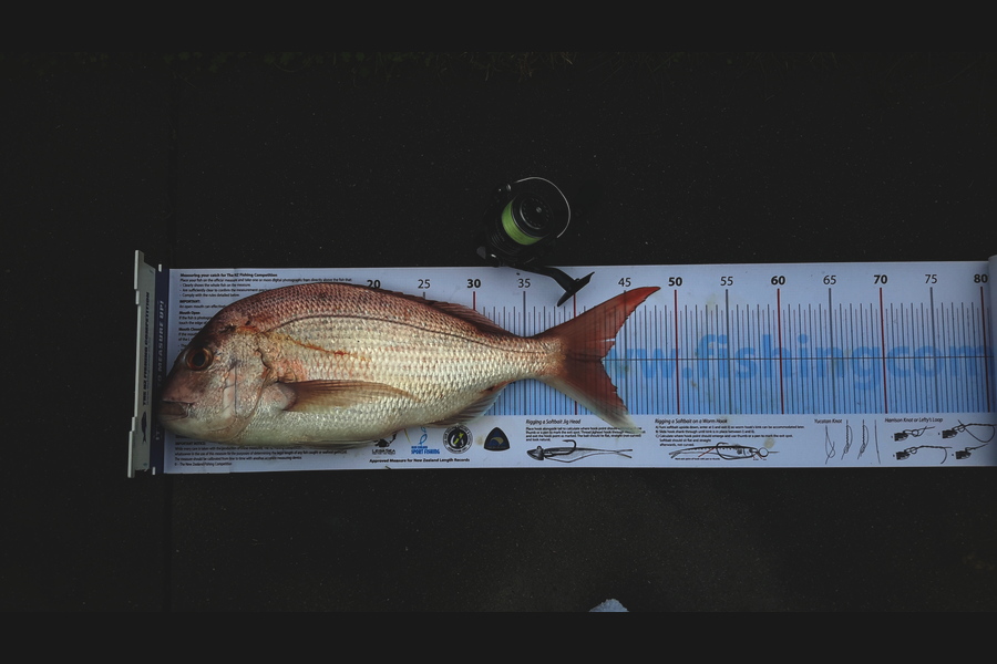 Michael Brown caught this 42.5cm Snapper at Papamoa during The Export NZ Fishing Competition