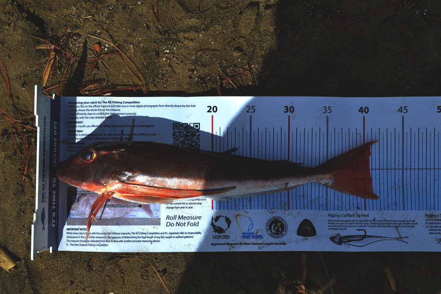 les jones caught this 40.5cm Gurnard at Awhitu Peninsular during The Export NZ Fishing Competition