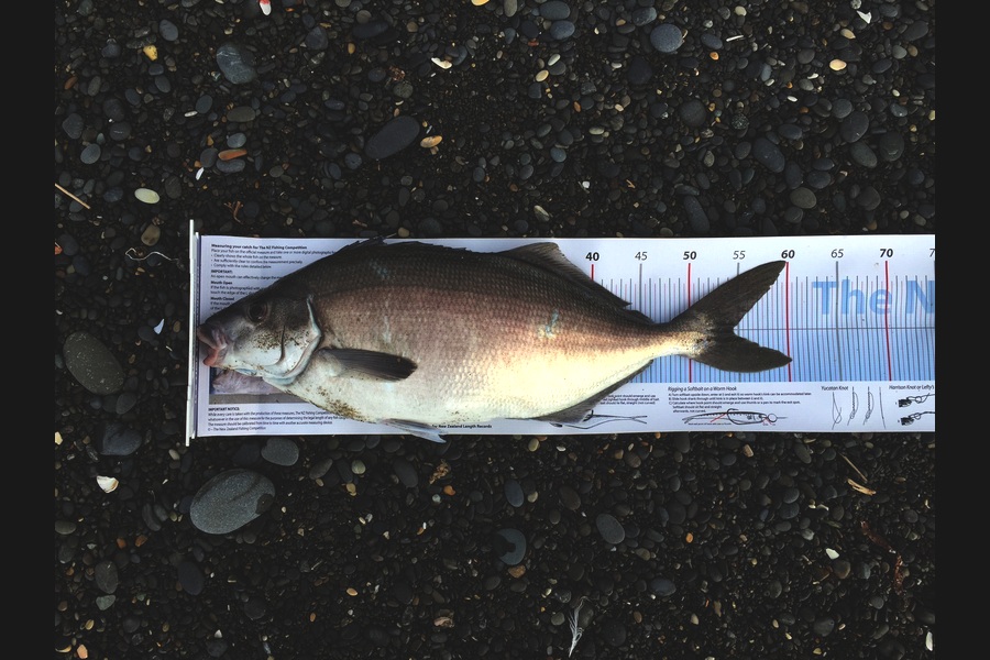 Peter Jones caught this 54.5cm Blue Moki at marlborough during The Export NZ Fishing Competition