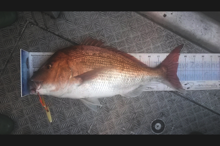 Mike  Johnston caught this 75.0cm Snapper at Kapiti during The Export NZ Fishing Competition
