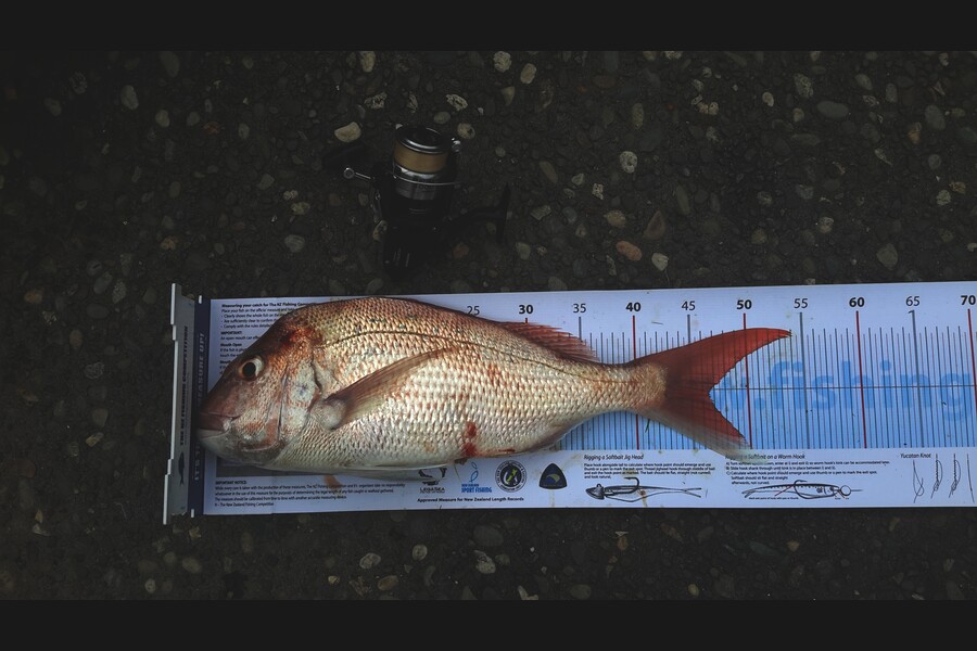 Michael Brown caught this 46.5cm Snapper at Papamoa during The Export NZ Fishing Competition